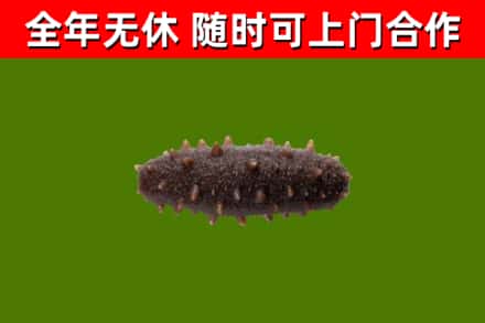 望都县烟酒回收干海参.jpg
